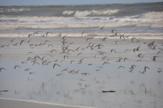 Revoada de pássaros no nosso caminho para a vila da Fortalezinha, na região de Algodoal - PA